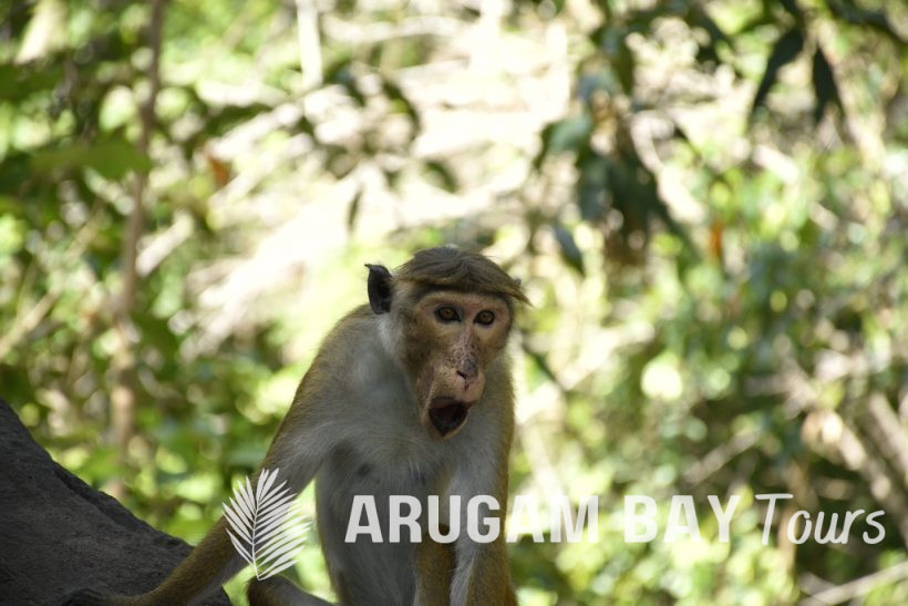 monkey  in arugambay